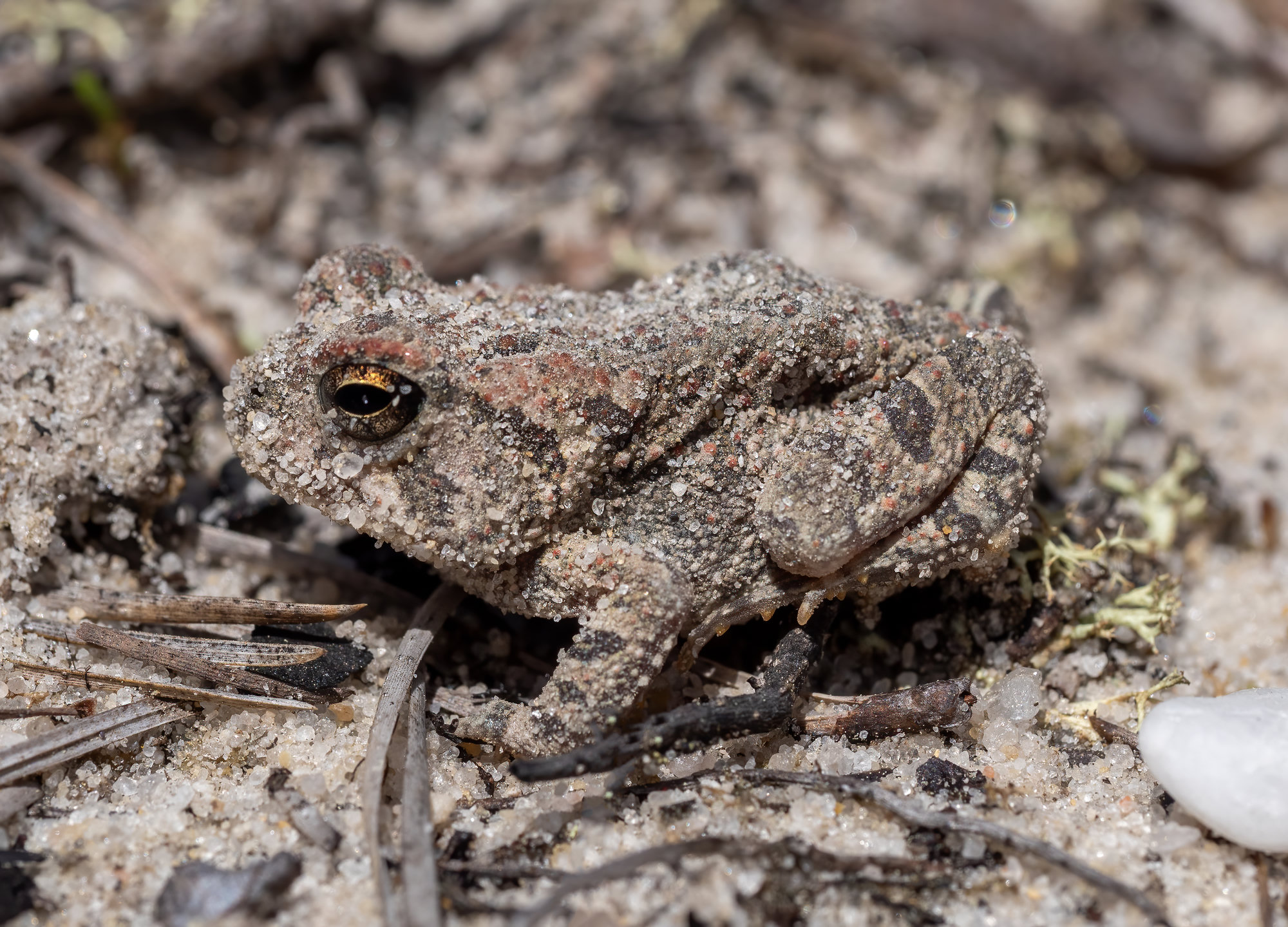 A Fowler's toad crouched on sandy ground among pine needles, grey-brown with dark blotches and a pale stripe down its back.