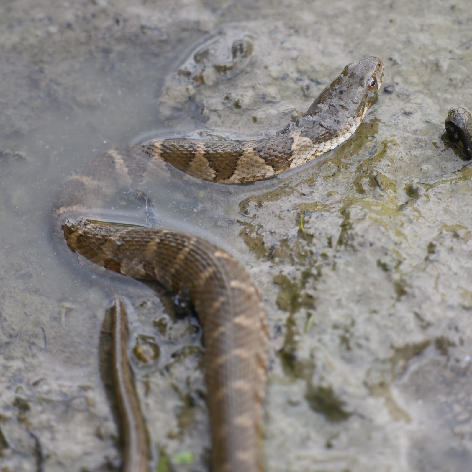 A common watersnake at the edge of shallow muddy water, head visible with a round pupil and a slender head no wider than its neck.