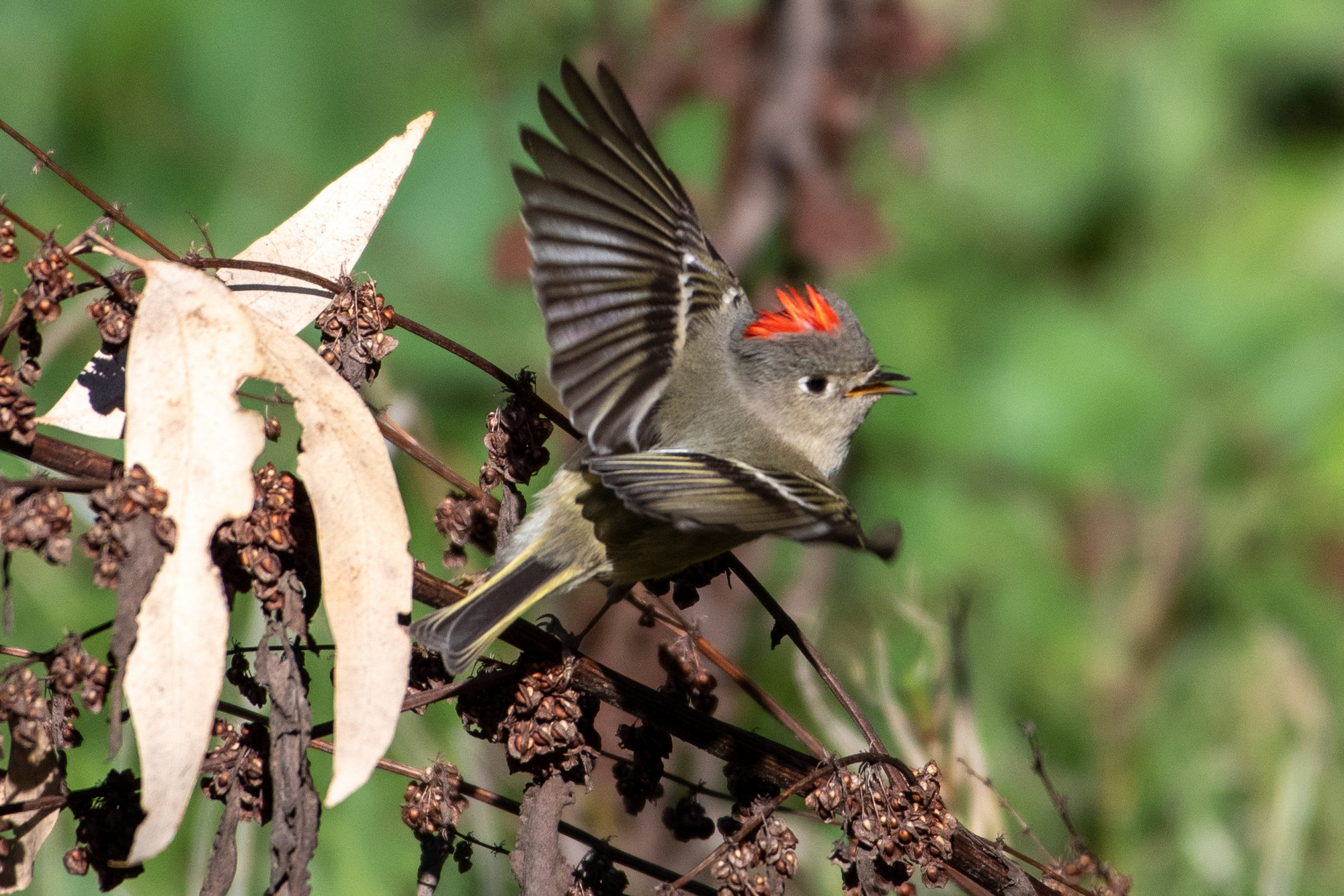 A male ruby-crowned kinglet flicking its wings on a branch, a tiny olive-green bird with a white eye-ring, white wing bars and a scarlet crown patch raised in display.