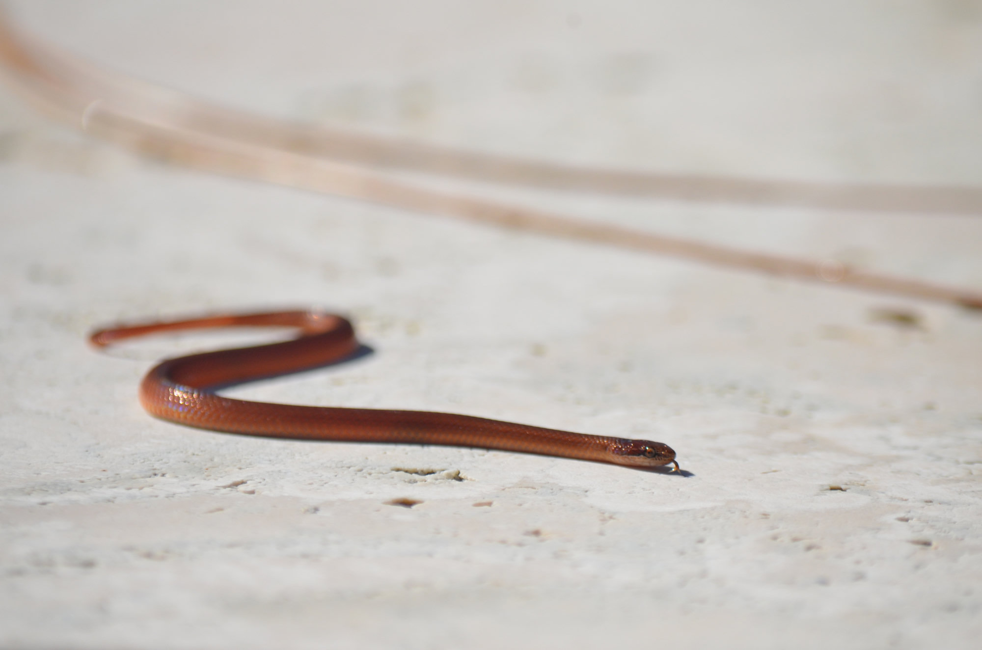 A pine woods littersnake gliding over pale sand, small and slender, reddish-brown with a pale lip line.
