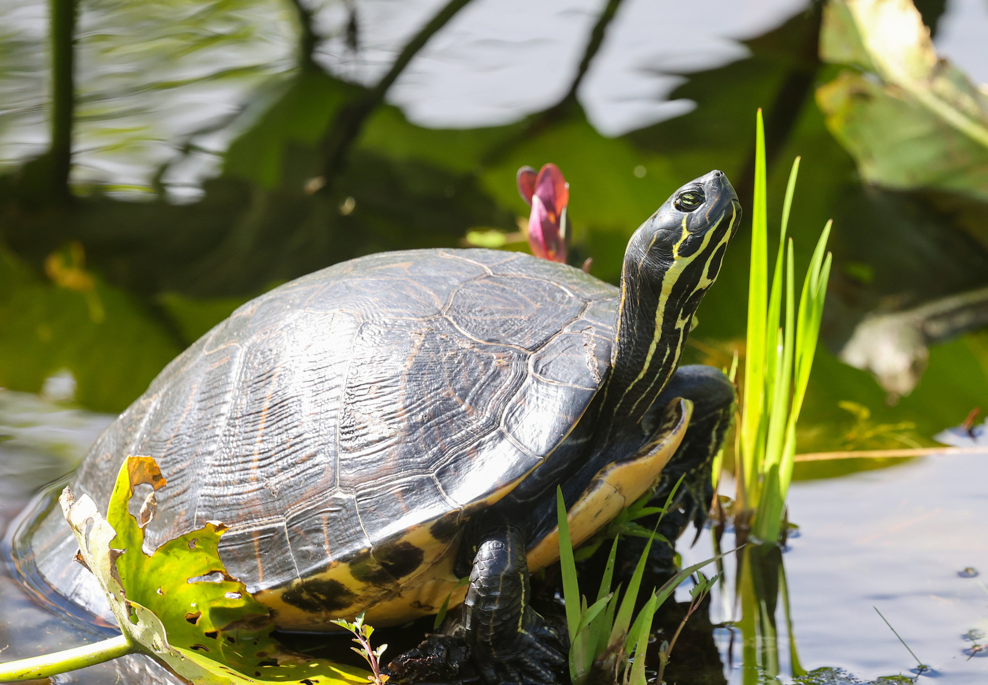 A coastal plain cooter basking at the water's edge among green plants, its dark head striped with yellow.