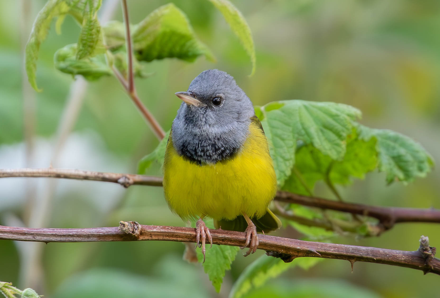 A male mourning warbler perched on a bramble stem, with a blue-grey hood, a black patch on the breast, an olive back and bright yellow underparts.