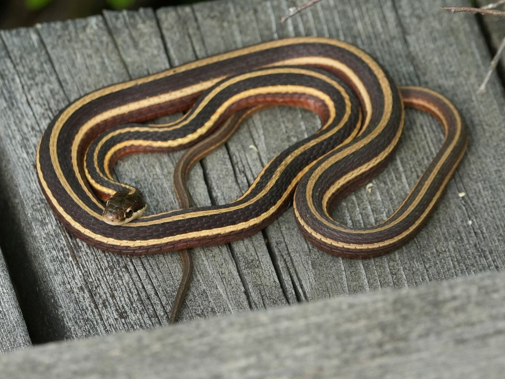 A common ribbon snake coiled on weathered boards, slender and dark with bright yellow stripes along its body.