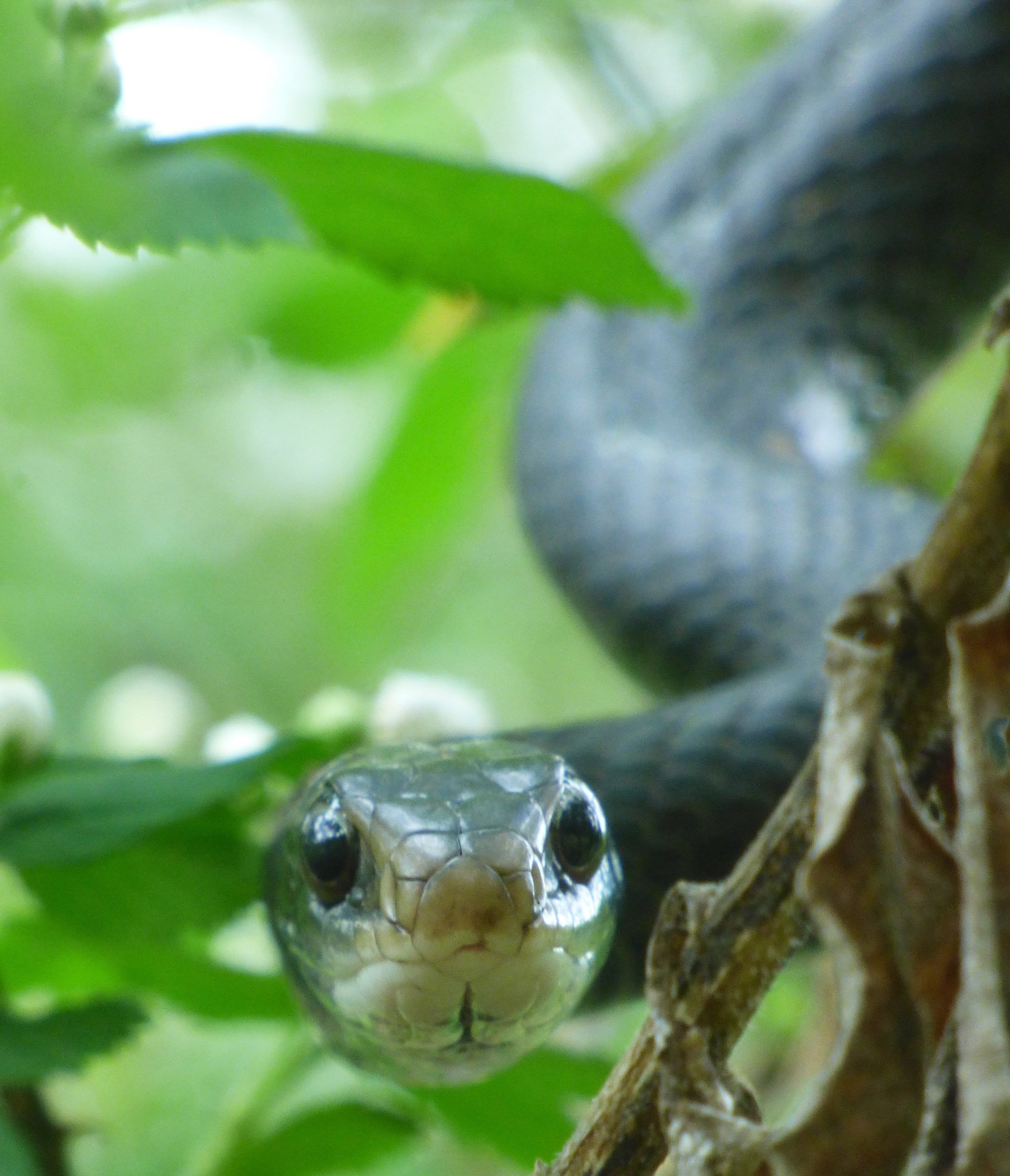 A southern black racer peering out from green leaves, its glossy black head and white chin facing the camera.