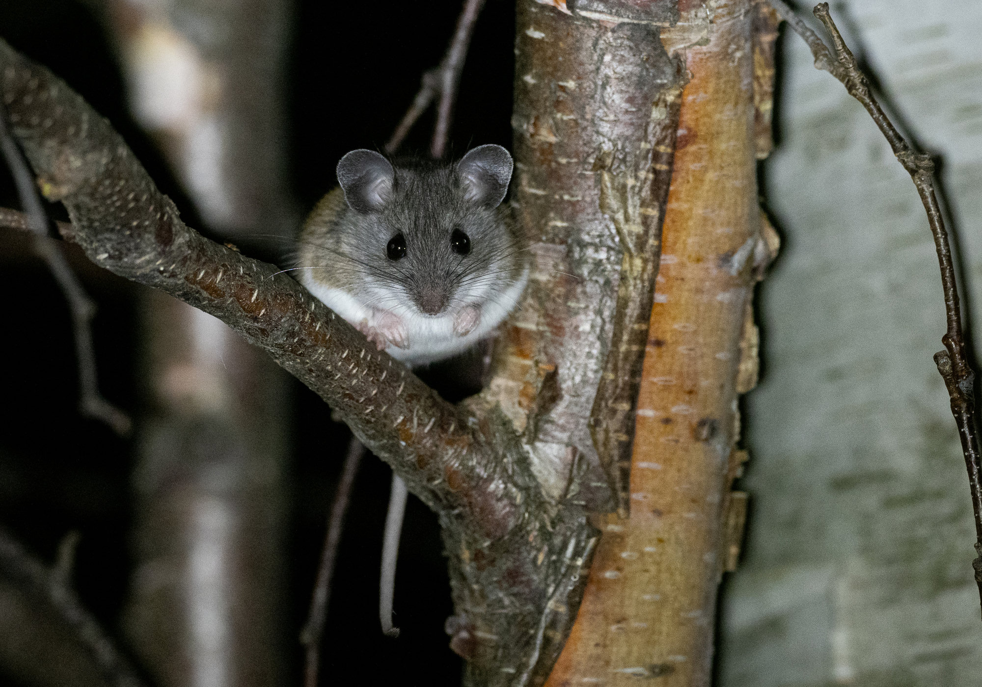 An eastern deer mouse on a birch branch at night, looking at the camera with large dark eyes and big ears.