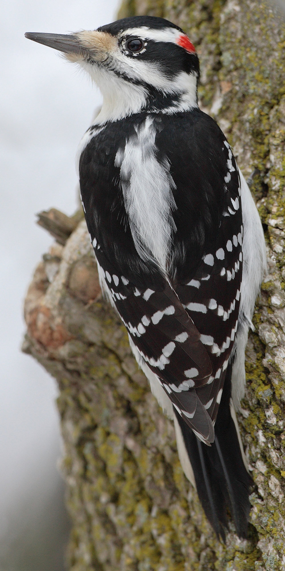 A male hairy woodpecker clinging to a tree trunk, black-and-white with a broad white stripe down its back, a red patch on the back of its head and a long, chisel-like bill.