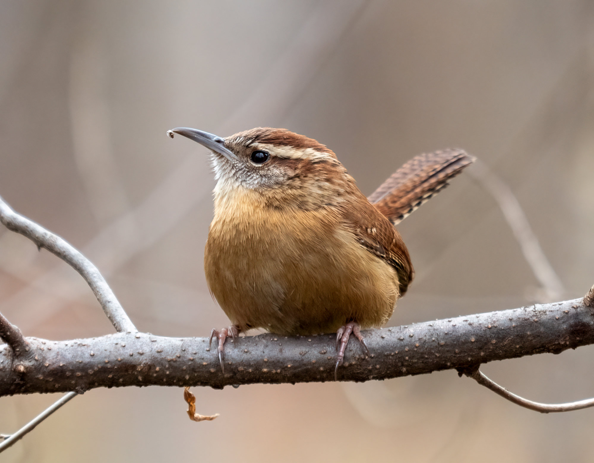 A Carolina wren perched on a branch with its tail cocked, rich rusty brown above and warm buff below, with a bold white eyebrow and a long, slightly curved bill.