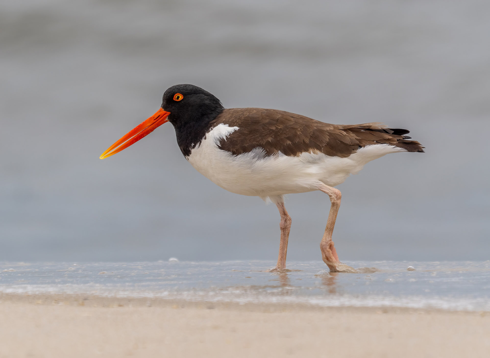 An American oystercatcher walking along the wet edge of a beach, its long orange-red bill, yellow eye and pink legs bright.