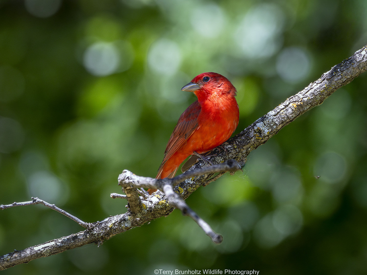 A male summer tanager perched on a lichen-covered branch, rosy red all over with a large, pale bill.