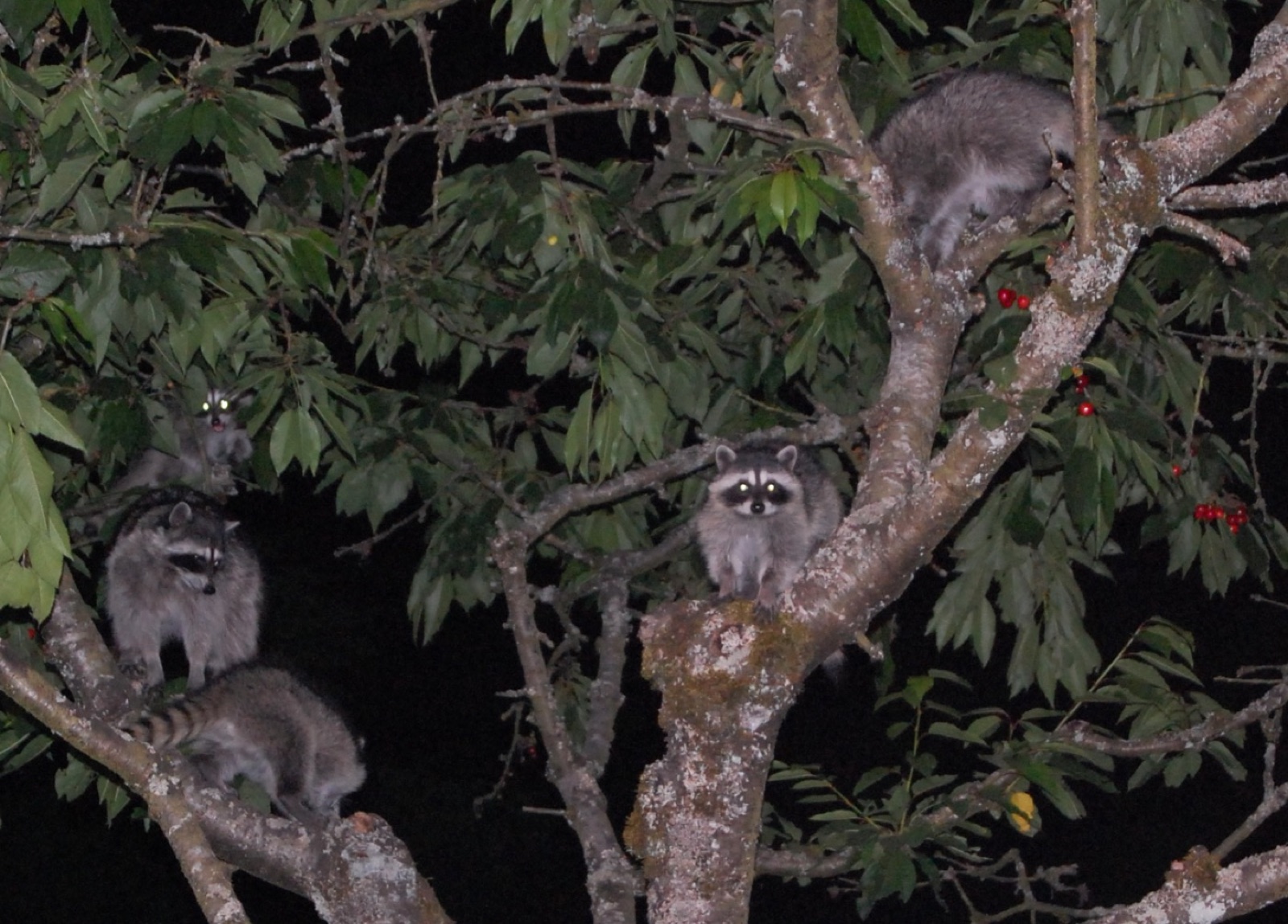 Five raccoons in a fruiting cherry tree at night, eyes reflecting the flash, feeding among the branches.