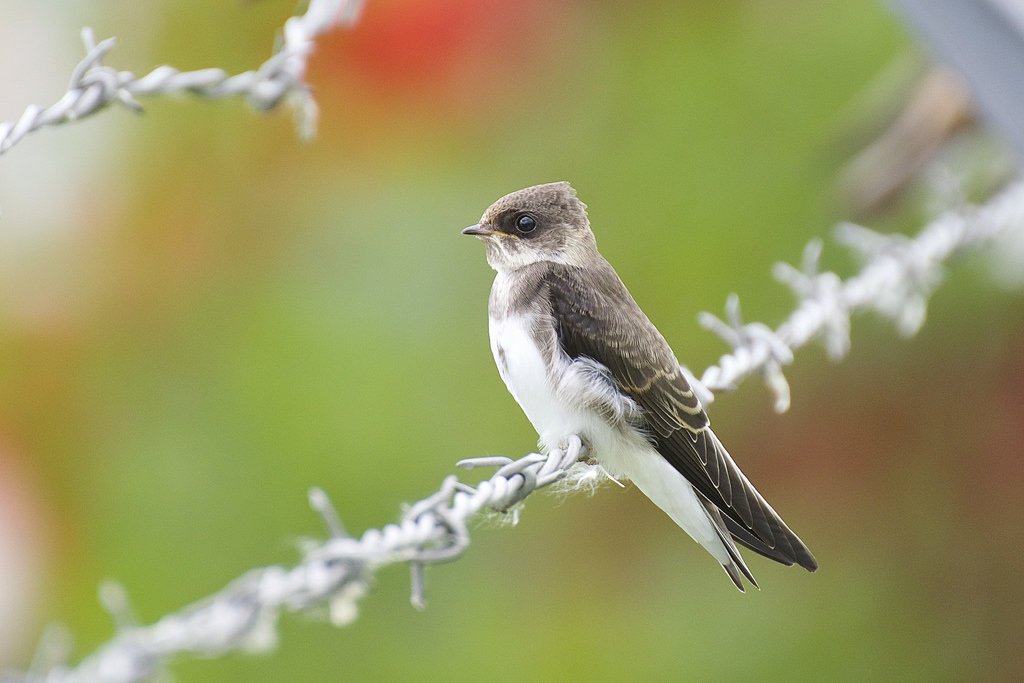 A bank swallow perched on barbed wire, a small brown swallow with a white throat and belly crossed by a distinct brown breast band.