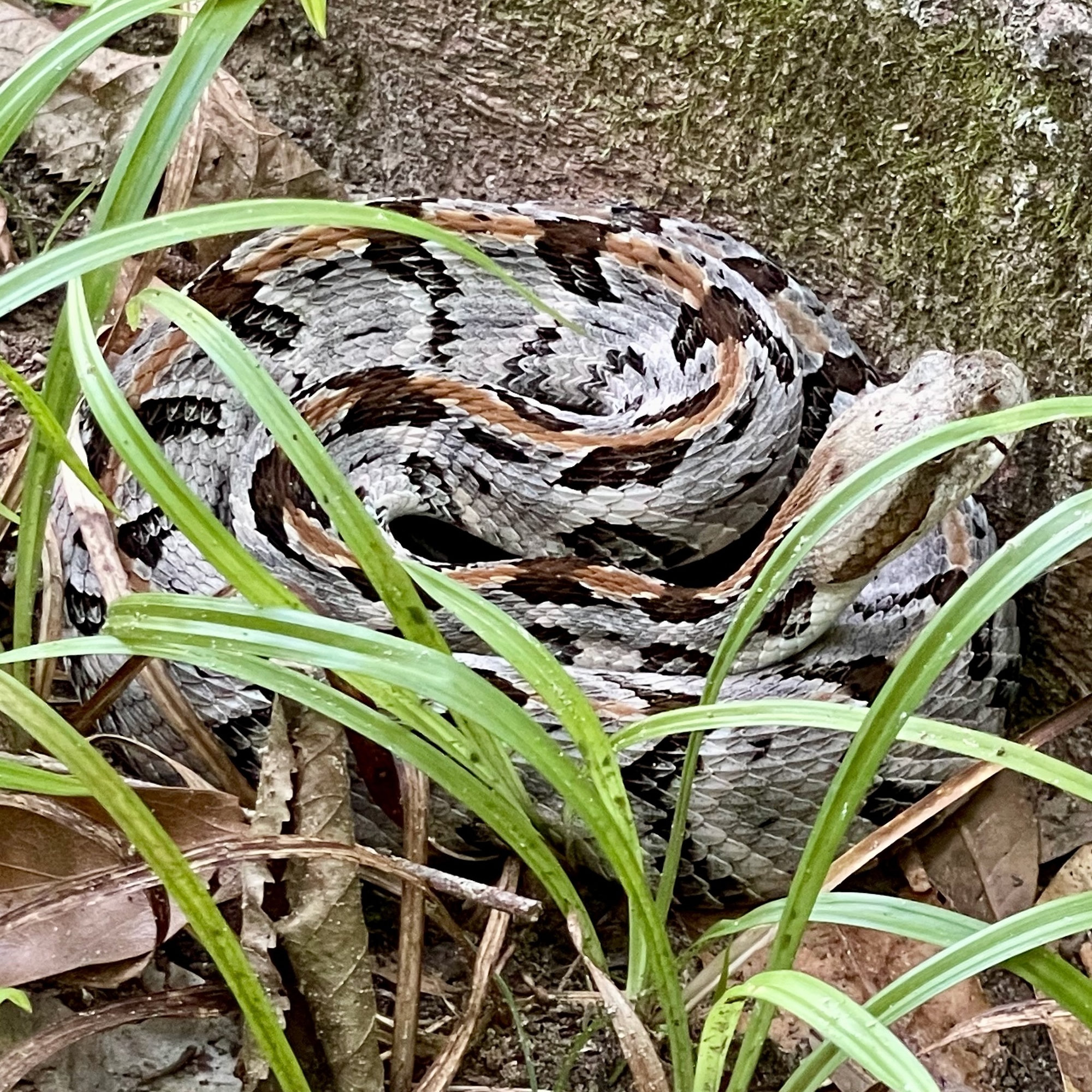 A timber rattlesnake coiled among grass and leaves, pale grey-brown crossed by dark, jagged bands.