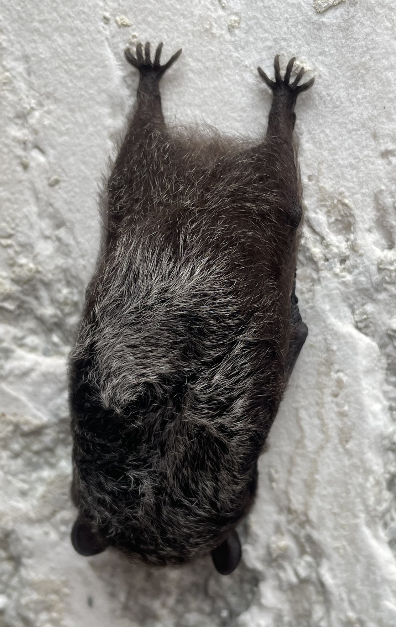 A silver-haired bat hanging on a pale wall, its black fur frosted with silver tips.