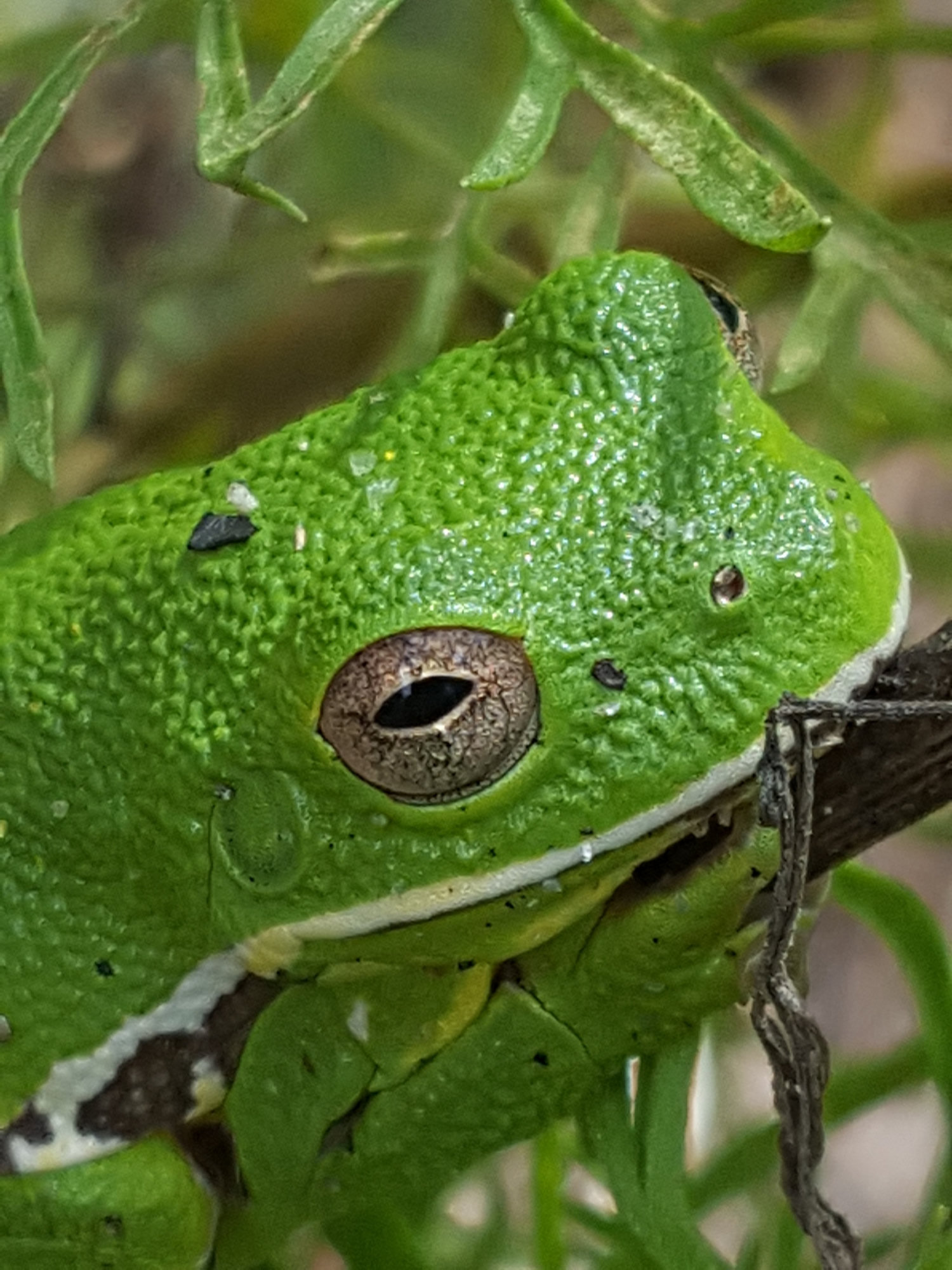 A barking treefrog clinging to a stem, bright green and plump, its skin finely granular and its large eye ringed in gold.