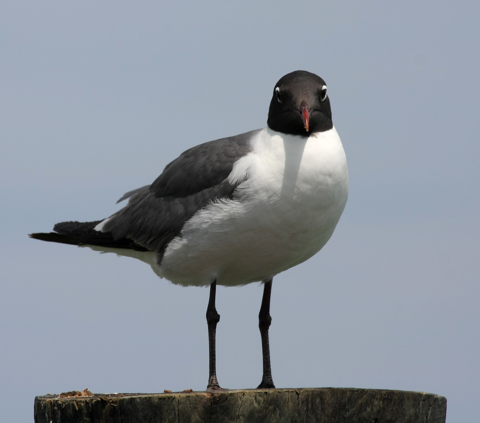 A laughing gull in breeding plumage standing on a wooden post, its black hood, white eye crescents and dark red bill sharp.