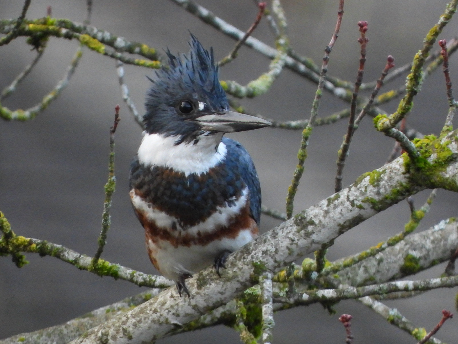 A female belted kingfisher perched on a mossy branch, blue-grey with a shaggy crest, a heavy dagger bill, a white collar and a blue band and rust-orange band across her breast.