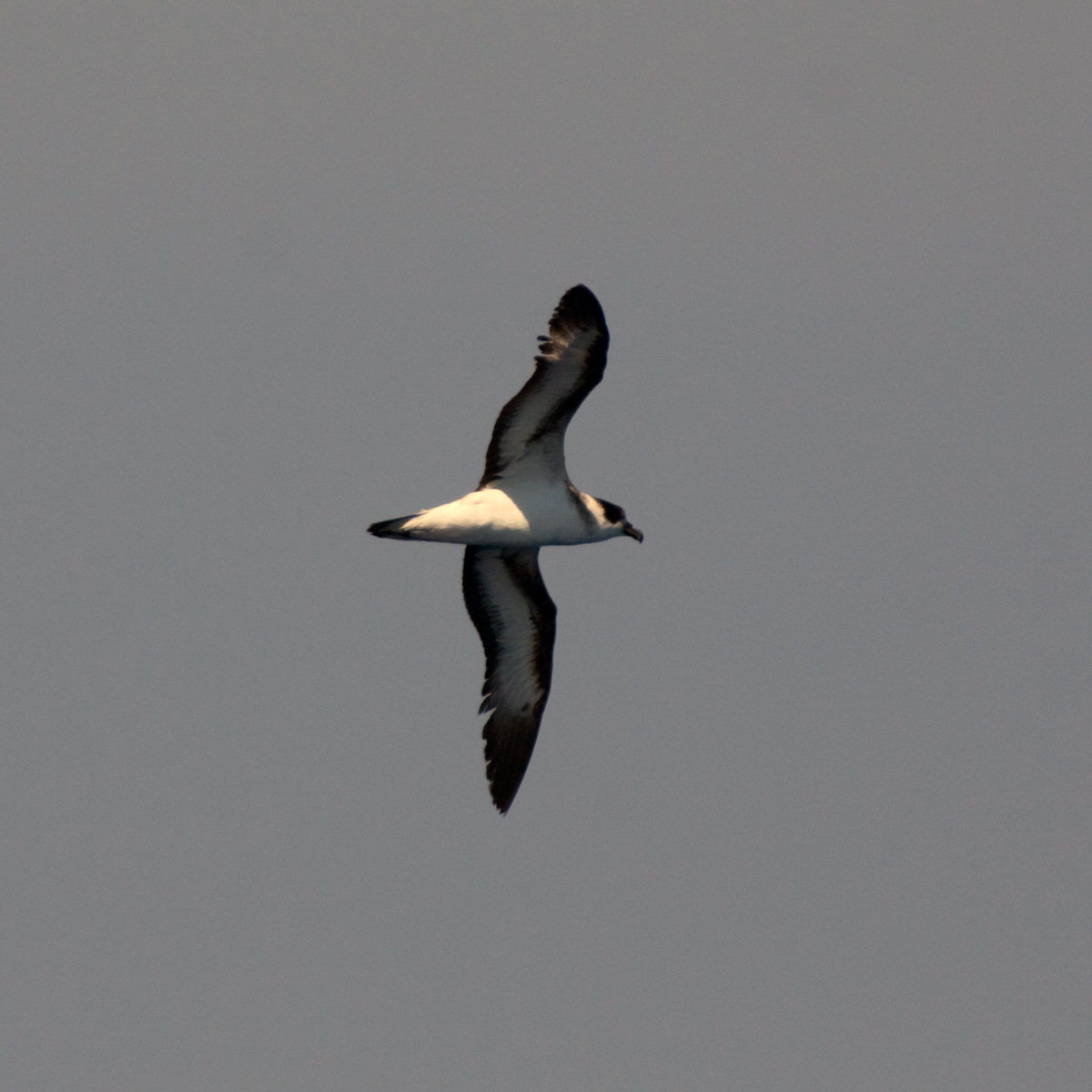 A black-capped petrel gliding over the sea on stiff wings, its dark cap, white collar and white underparts showing.