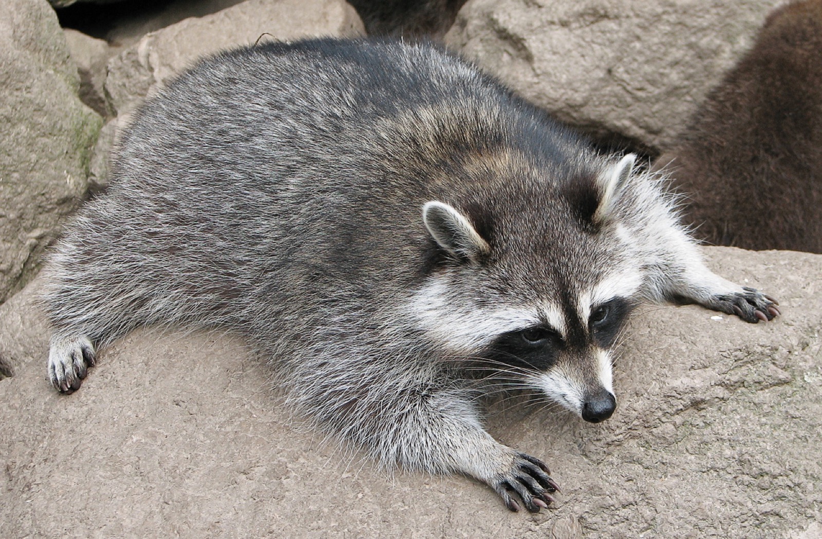 A raccoon lying stretched out on a flat rock, relaxed, its black mask and ringed tail clearly visible.