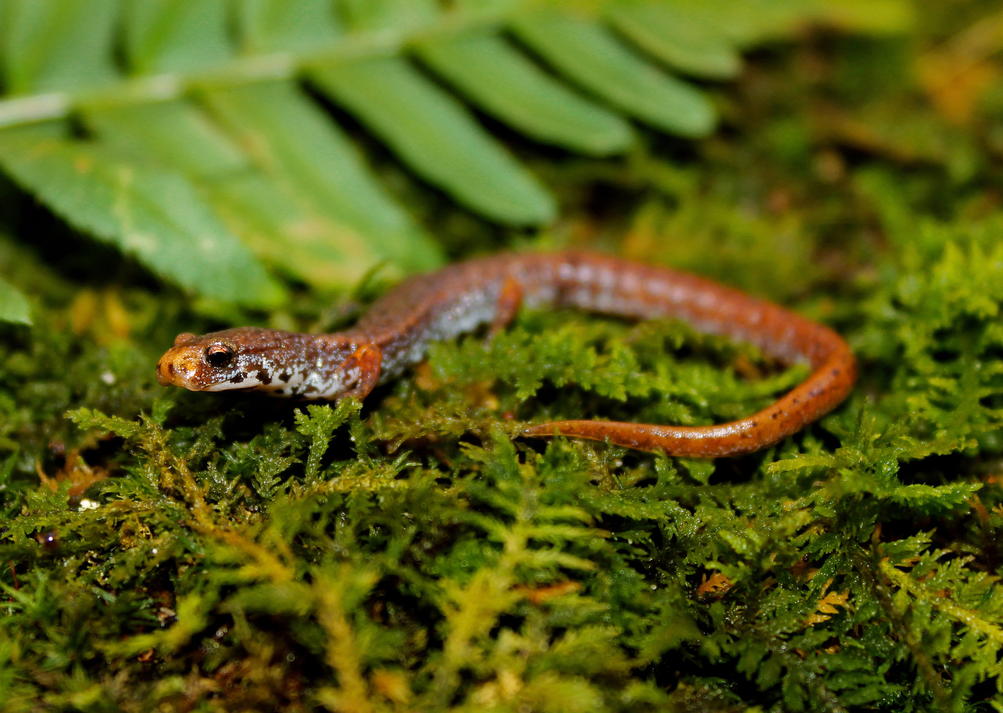 A four-toed salamander on moss beside a fern, small and coppery-brown with a narrow pinch at the base of its tail.