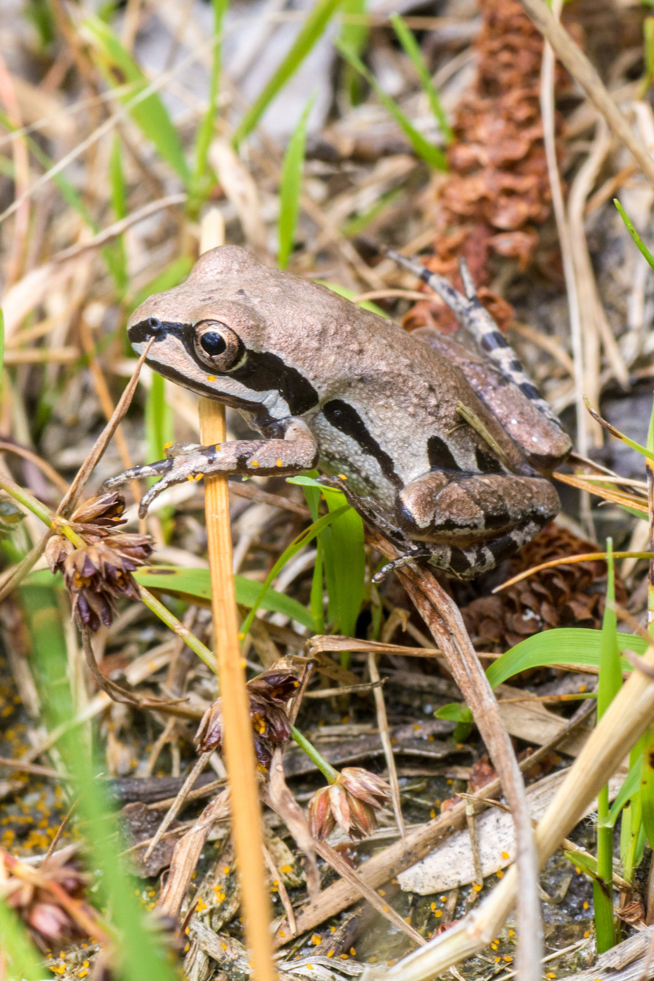 An ornate chorus frog among grasses and pine litter, pale grey-brown with a bold dark stripe through the eye and dark side spots.