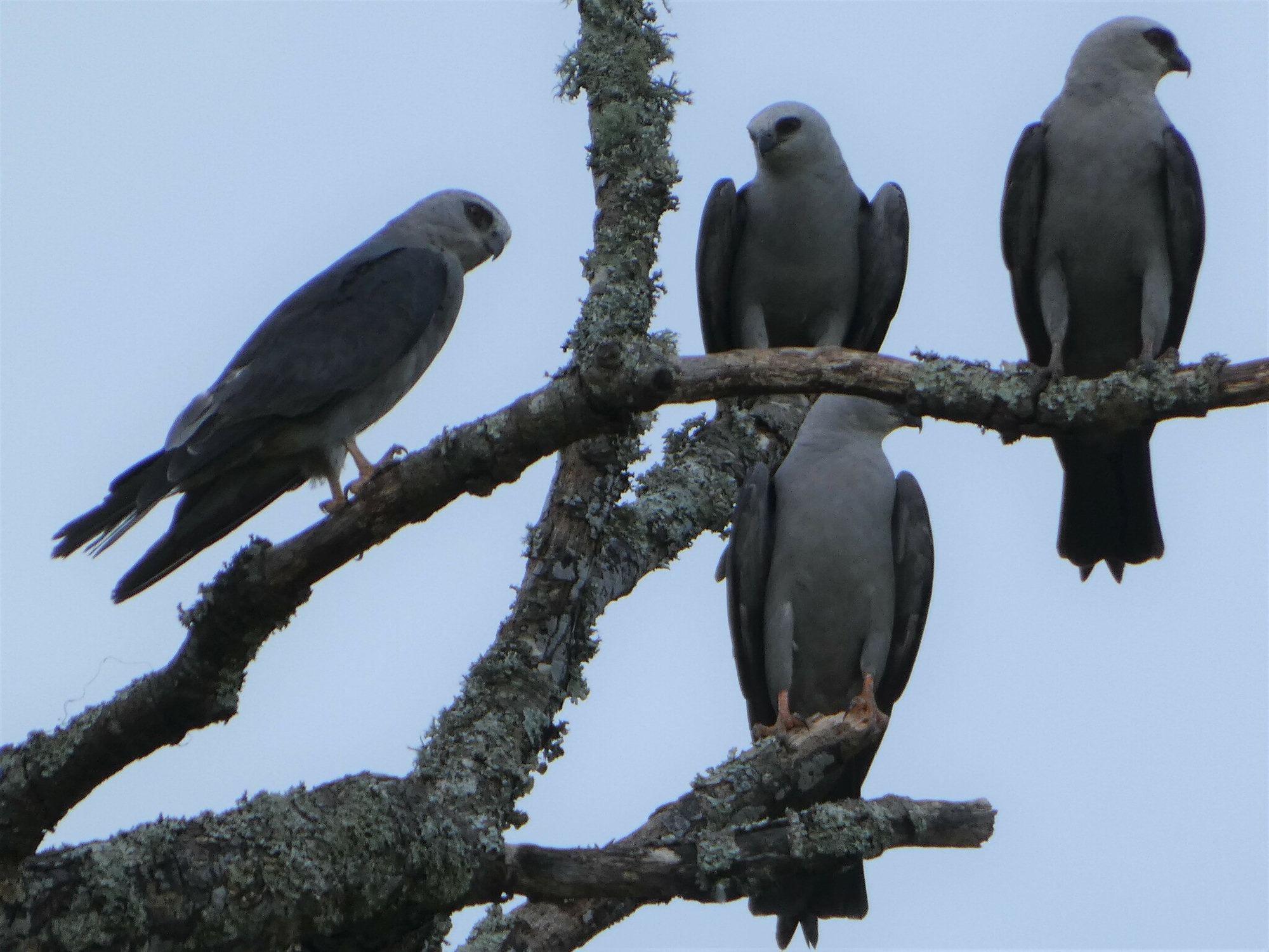 Four Mississippi kites perched together on lichen-covered branches in Georgia, slender grey hawks with pale heads and long, pointed wings.