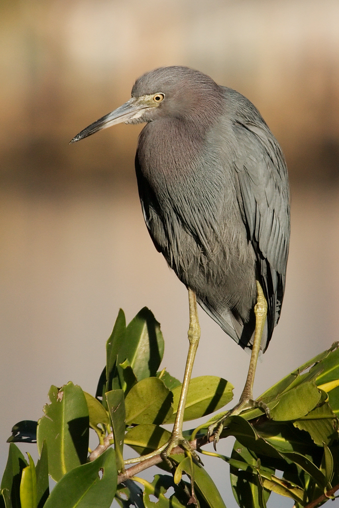 An adult little blue heron perched in leafy vegetation, slate-blue all over with a maroon-tinged neck and a two-toned bill, grey-blue at the base and black at the tip.