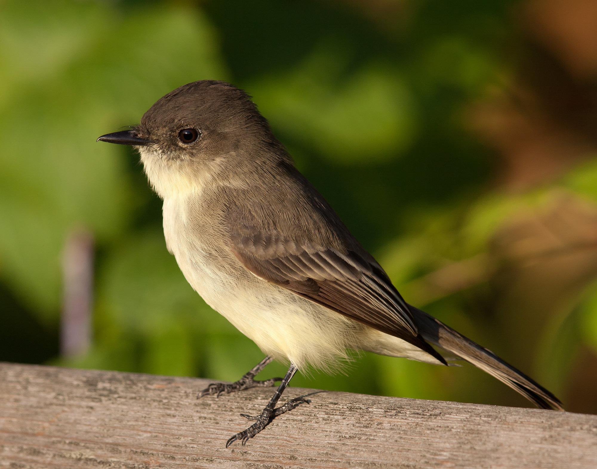 An eastern phoebe perched on a wooden rail, a plain flycatcher with a dark head, a grey-brown back and a whitish breast washed with pale yellow.