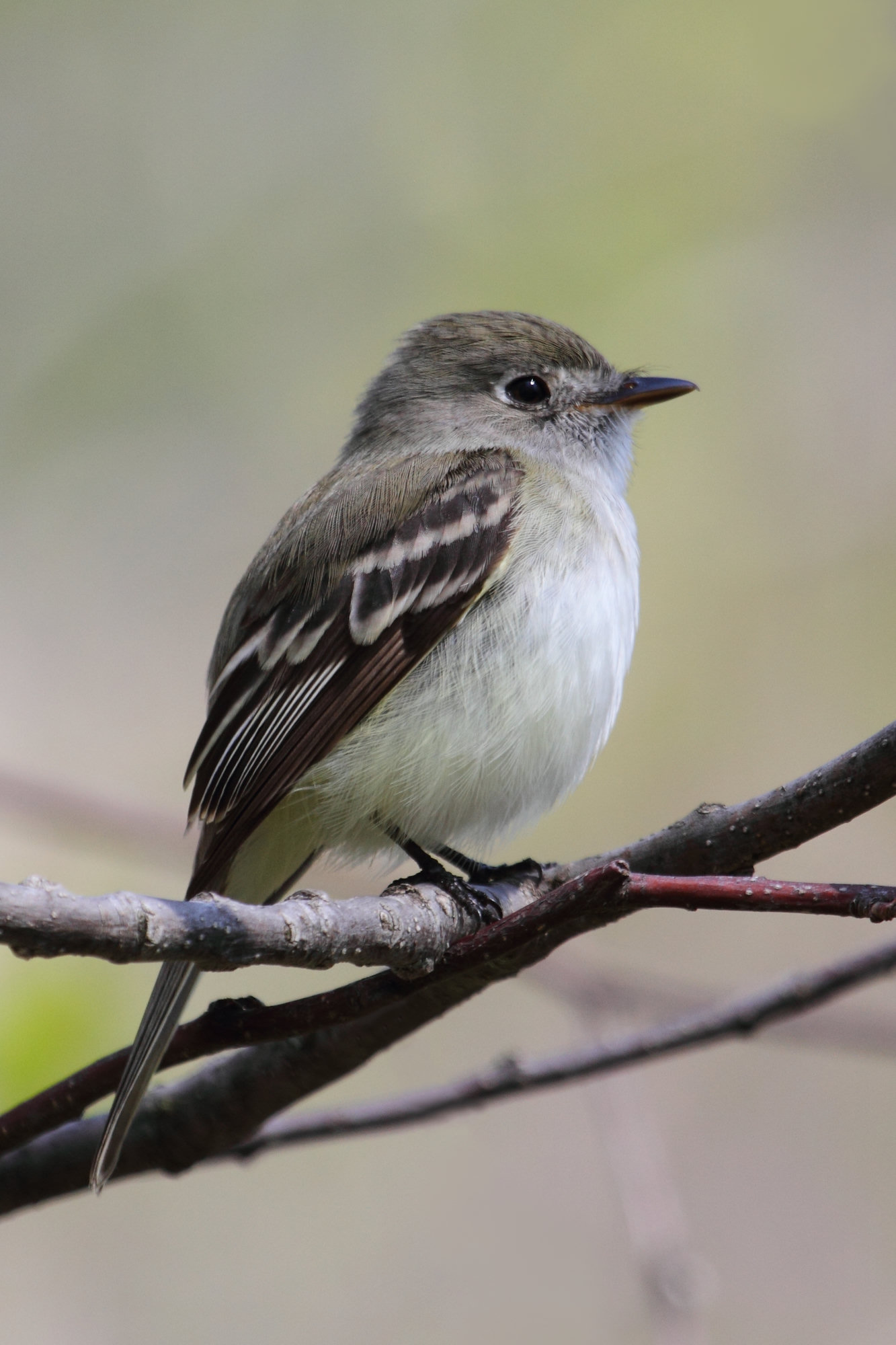 A least flycatcher perched on a branch, a small grey-olive flycatcher with a bold white eye-ring, white wing bars and a short, triangular bill.