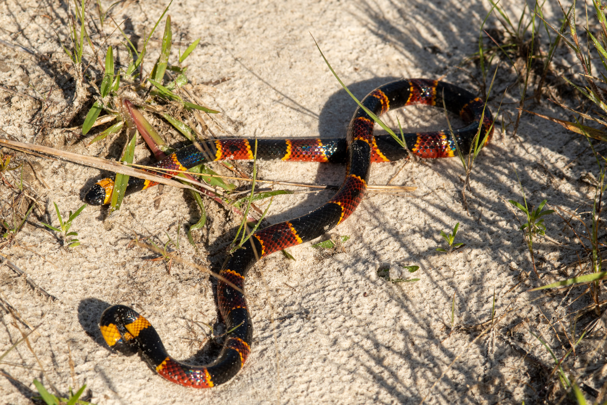 An eastern coralsnake crossing pale sand among grasses, banded in red, yellow and black, with a black snout.