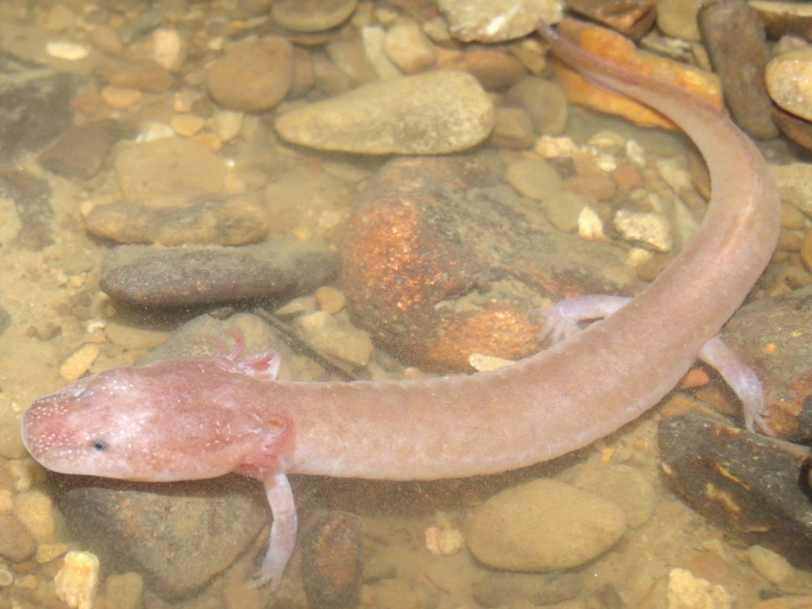 A Tennessee cave salamander resting in shallow cave water over pebbles, pale pink with feathery gills and tiny eyes.
