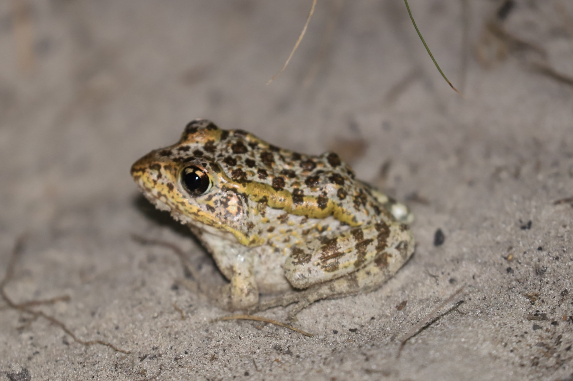 A gopher frog crouched on pale sand, stout and cream-coloured with dark spots and a golden eye.
