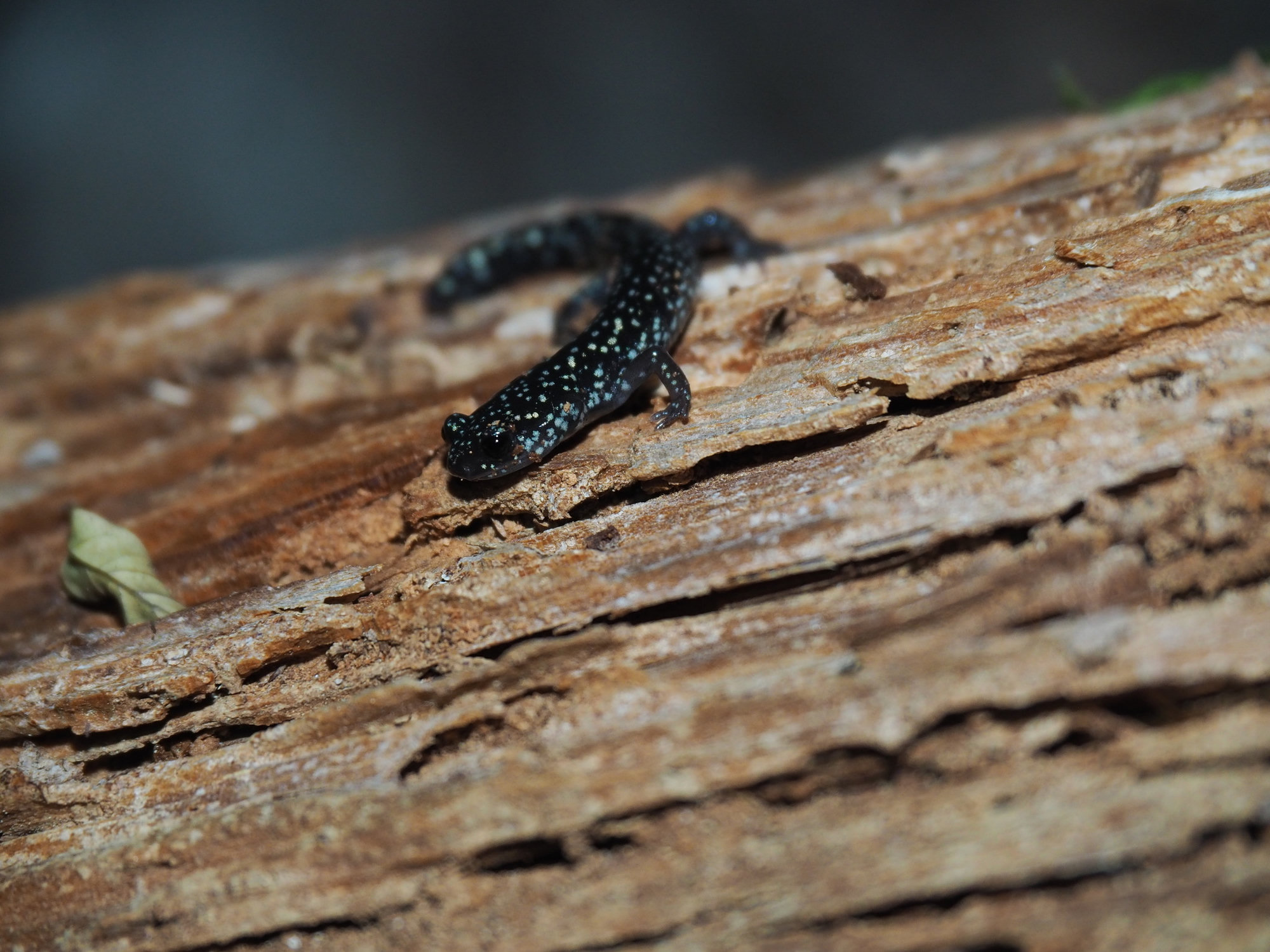 A southeastern slimy salamander on a weathered log in south-west Georgia, black with small white spots.