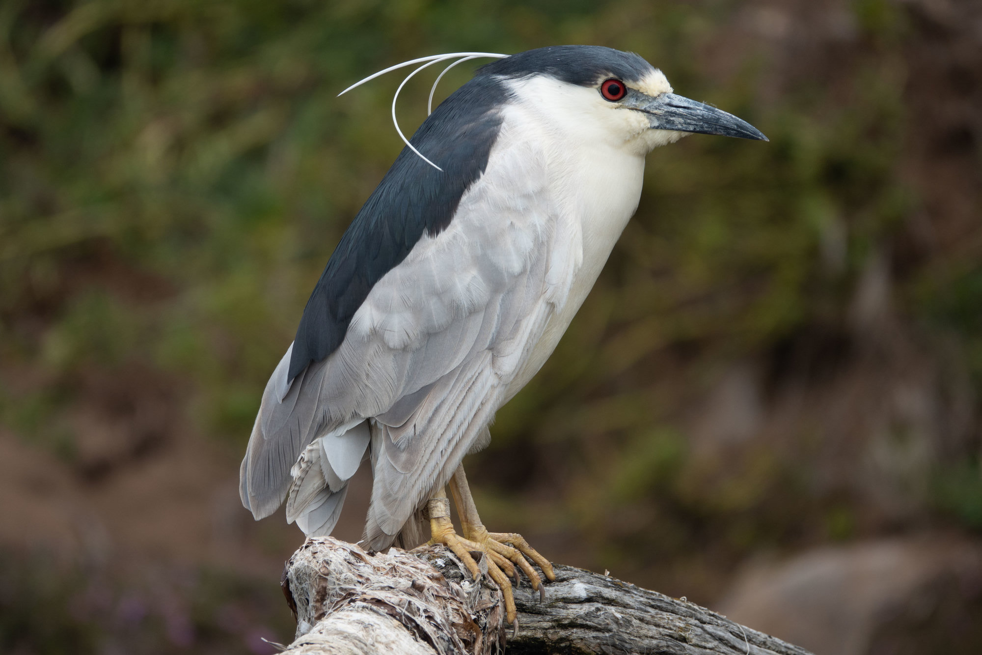An adult black-crowned night-heron perched on a branch, stocky with a black cap and back, pale grey wings, a red eye and long white plumes trailing from its head.