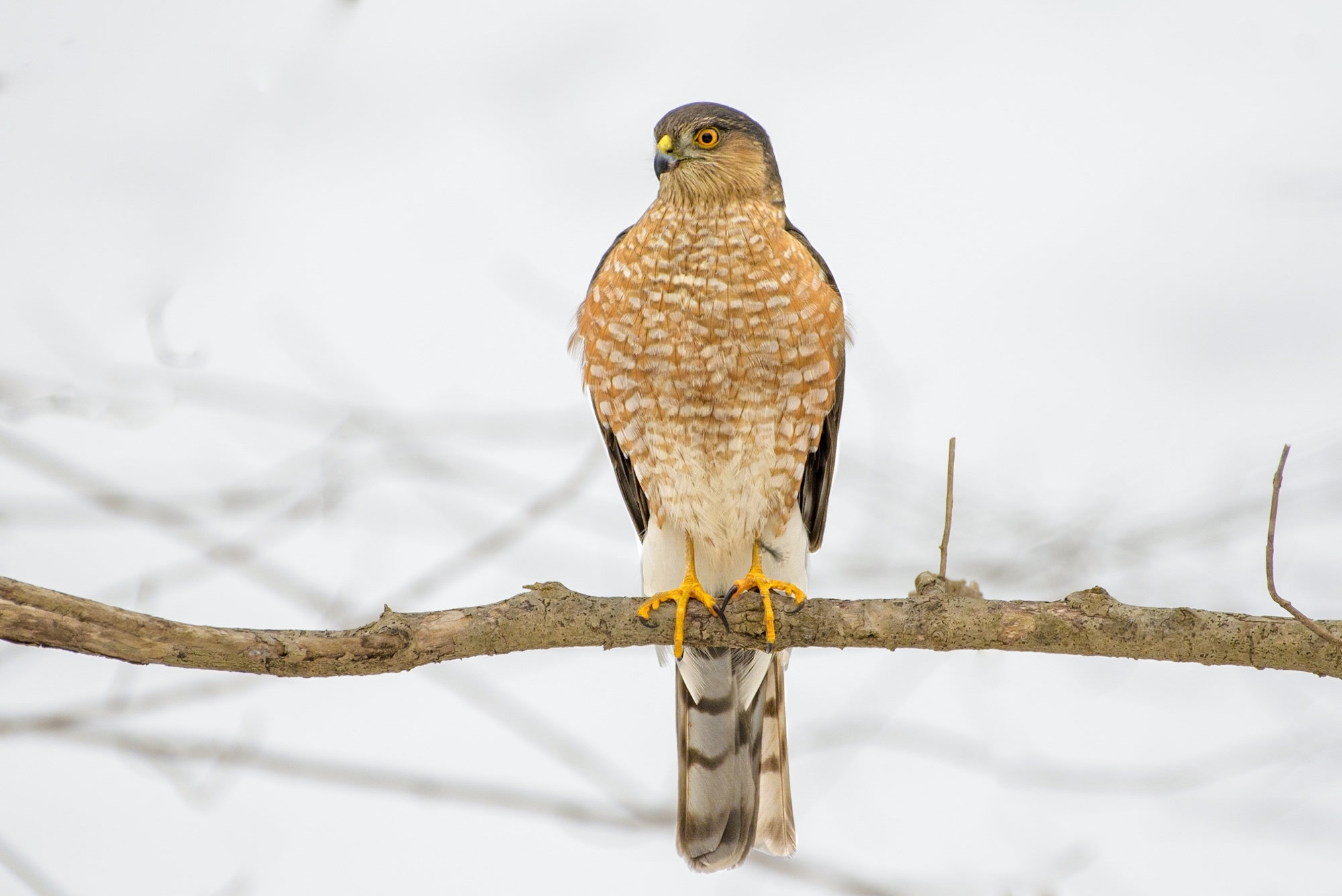 An adult sharp-shinned hawk perched on a bare branch in winter, a small hawk with a slate-blue back, orange-barred breast, yellow legs and a long, square-tipped tail.