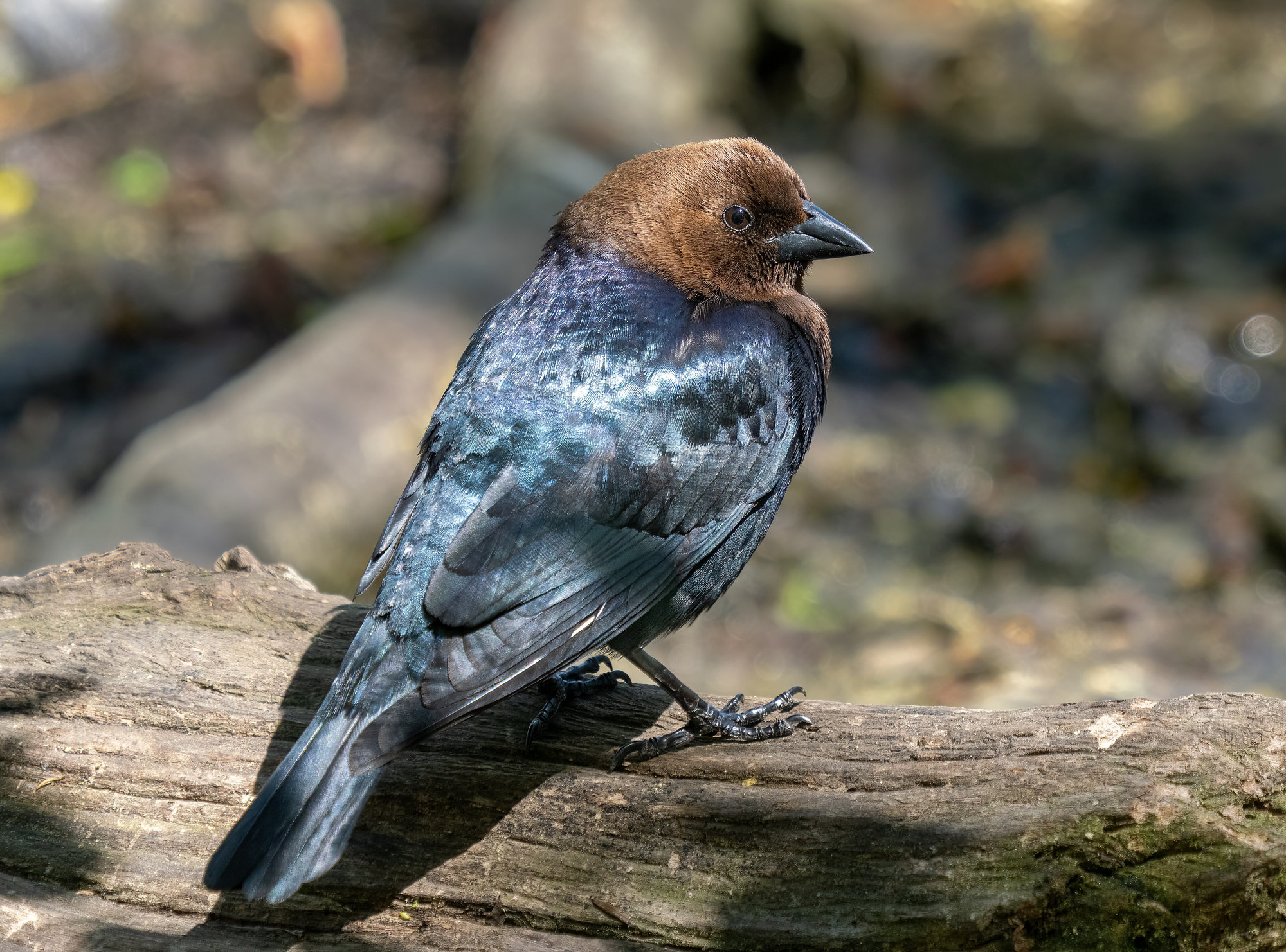 A male brown-headed cowbird perched on a log, glossy blue-black with a chocolate-brown head and a short, conical bill.