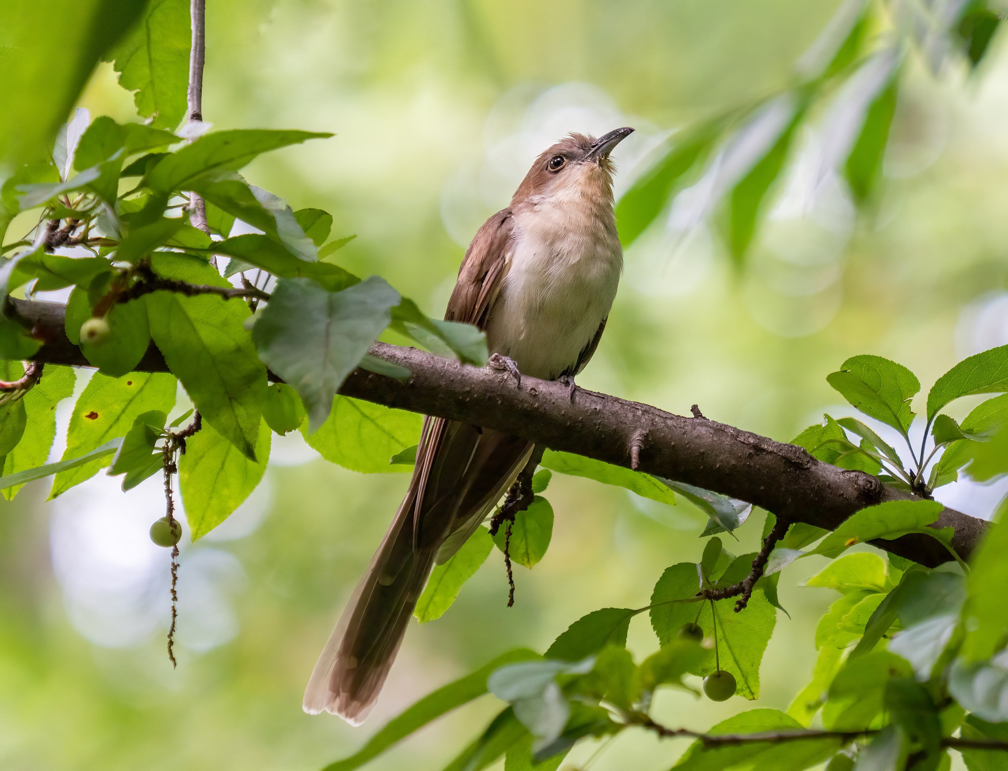 A black-billed cuckoo perched on a branch among leaves, its slim brown body, long tail and dark bill in profile.