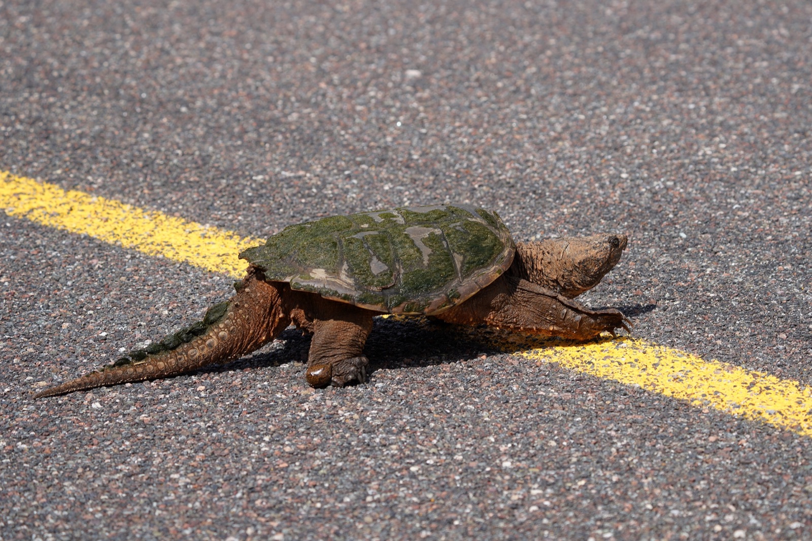 A common snapping turtle walking across asphalt over the painted centre line of a road.