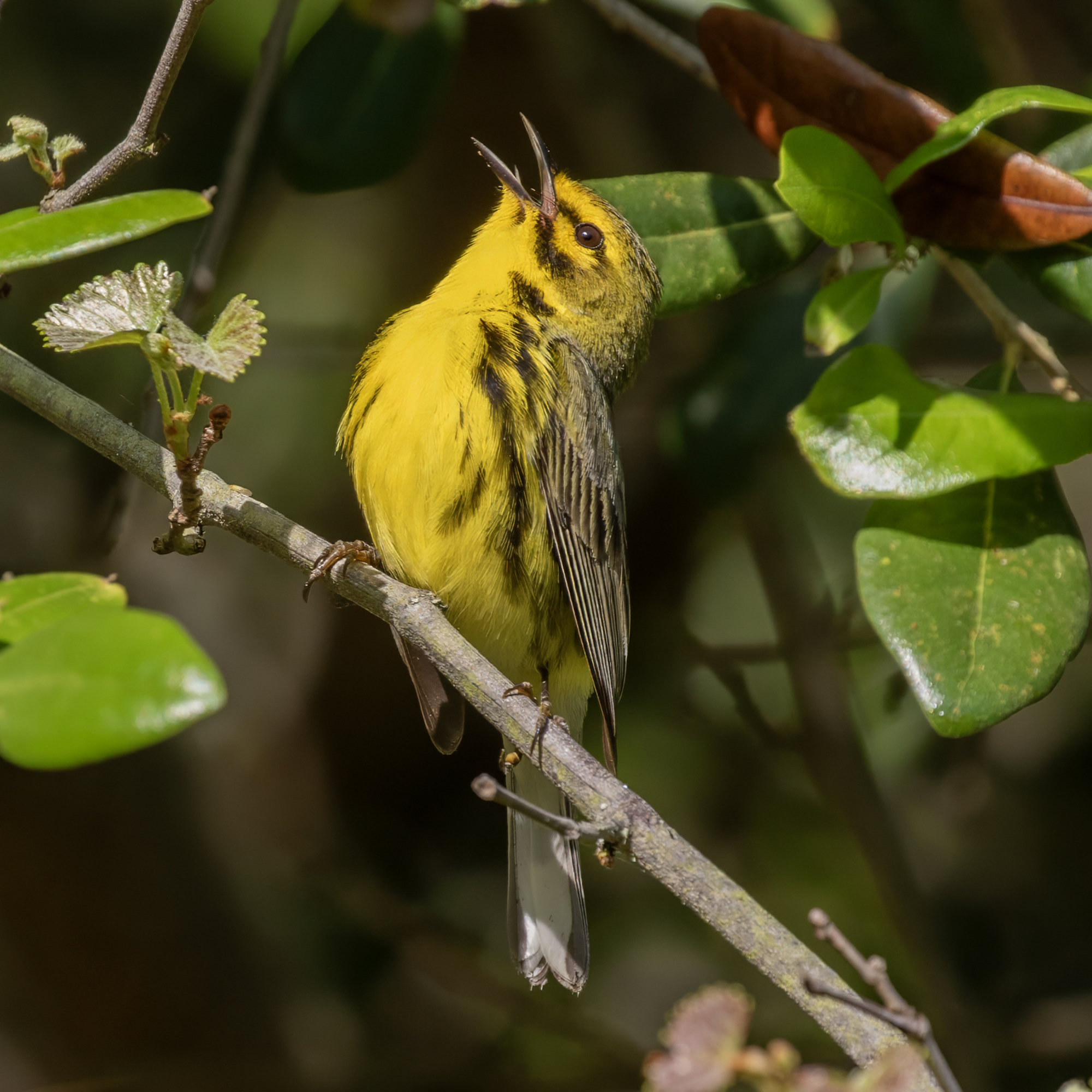 A male prairie warbler singing from a budding branch on a Georgia island, bright yellow with black streaks down its sides and dark marks below and through the eye.
