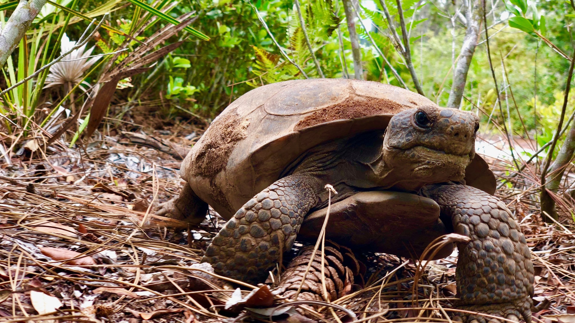 A gopher tortoise walking over pine needles, showing its high-domed brown shell and thick, scaly front legs.