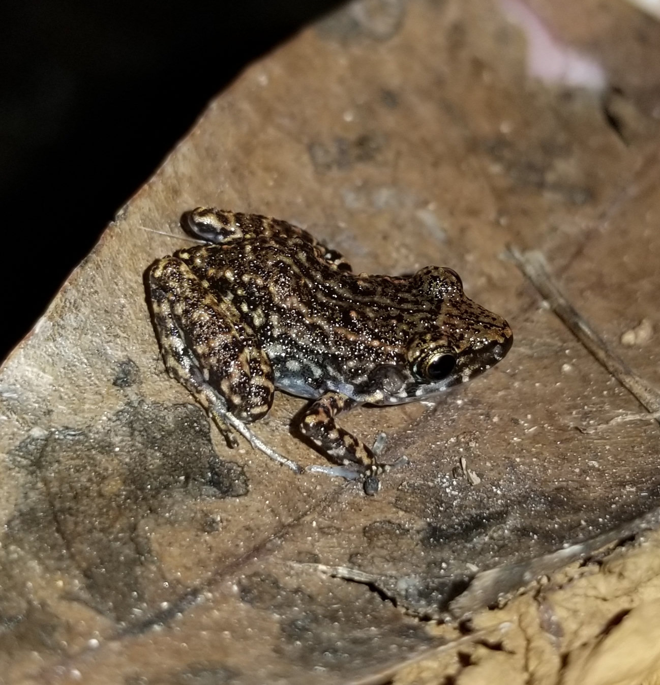 A greenhouse frog on a rock at night, tiny and brown, mottled with darker markings.