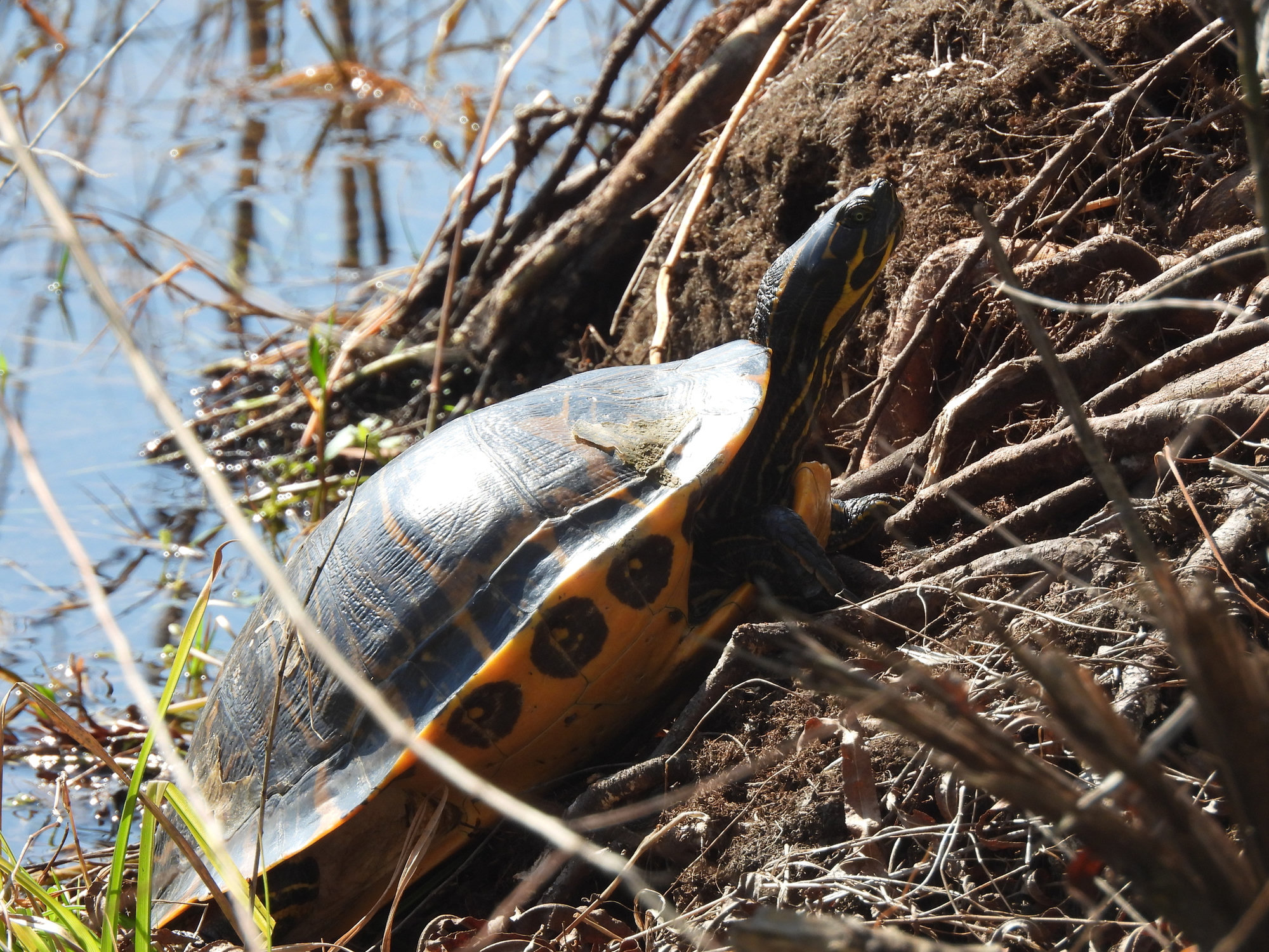 A river cooter basking on a muddy riverbank among exposed roots, its dark shell edged with orange markings.