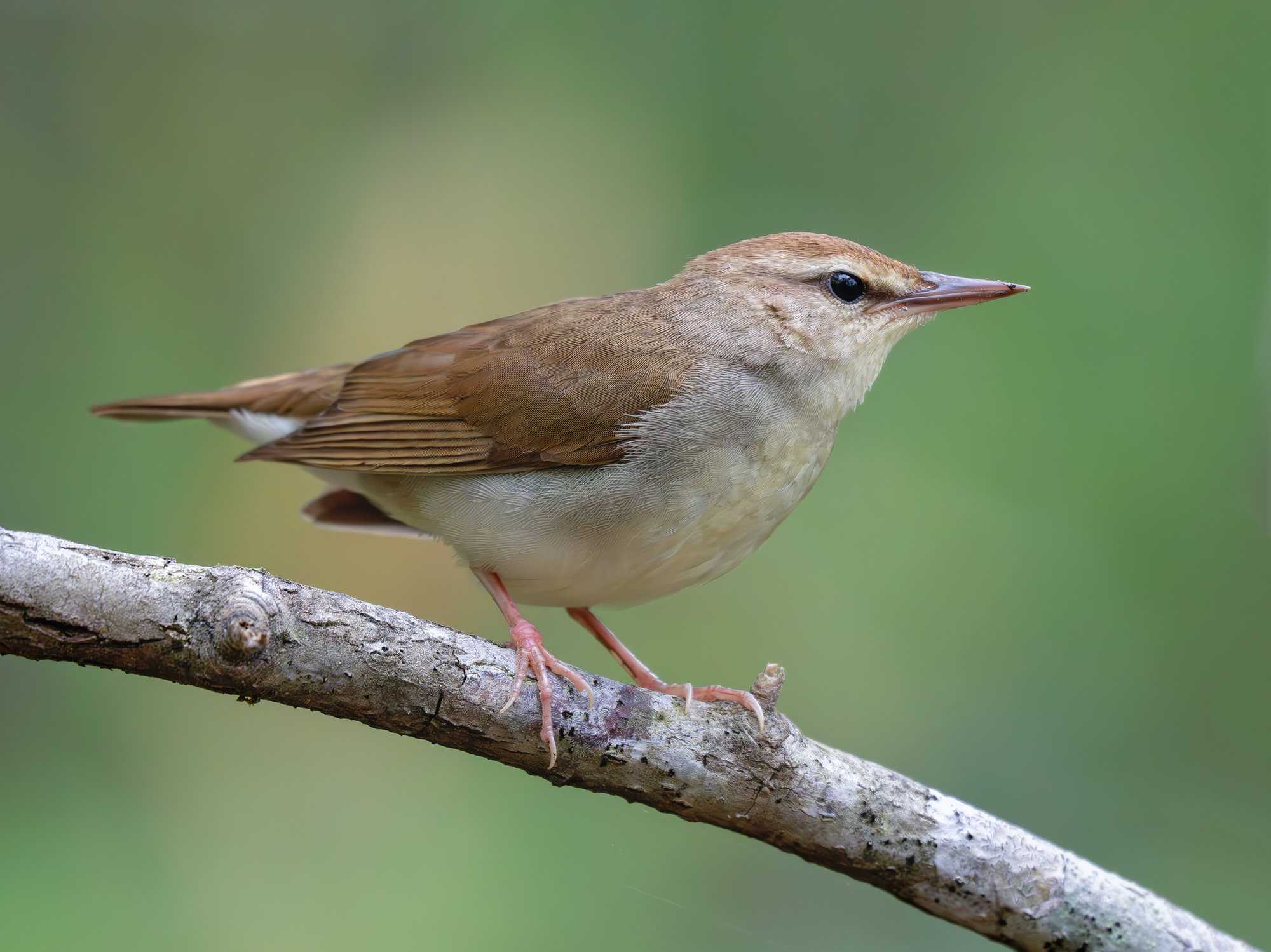 A Swainson's warbler perched on a branch, plain olive-brown above and whitish below, with a warm brown cap, a pale eyebrow and a long, pointed bill.