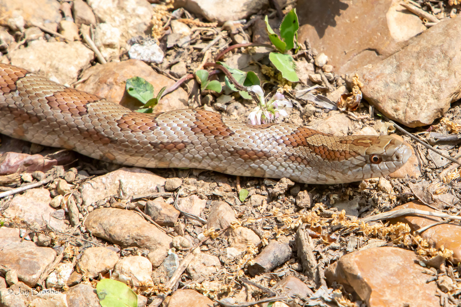 A mole kingsnake stretched over stony ground, light brown with a row of reddish-brown blotches down its back.