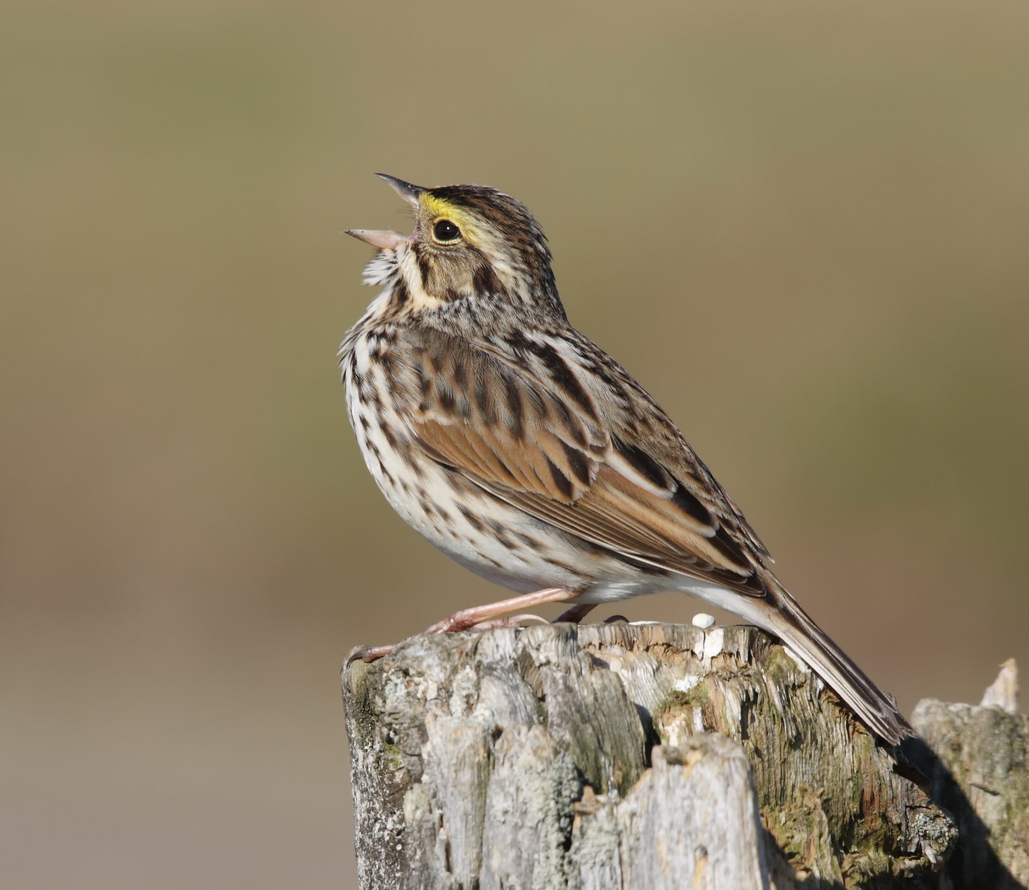 A savannah sparrow singing from the top of a weathered post, a streaky brown sparrow with a yellow wash above the eye and a short, notched tail.