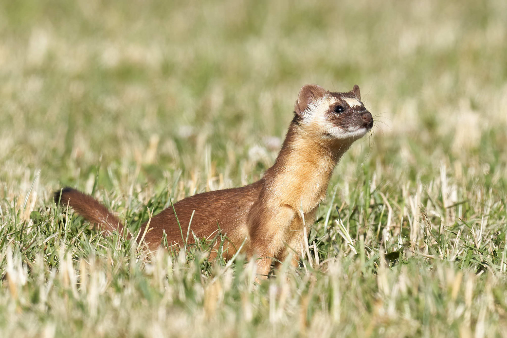 A long-tailed weasel standing tall in short grass, its brown back, cream throat and dark face with pale markings showing.