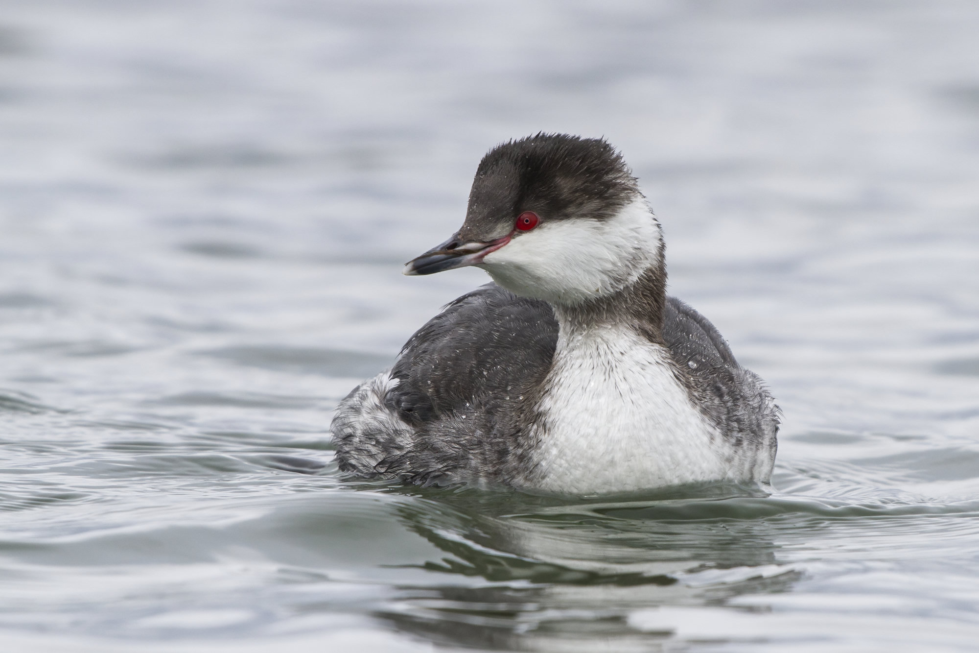 A horned grebe in winter plumage floating on grey water, its crisp black cap, white cheeks and red eye showing.