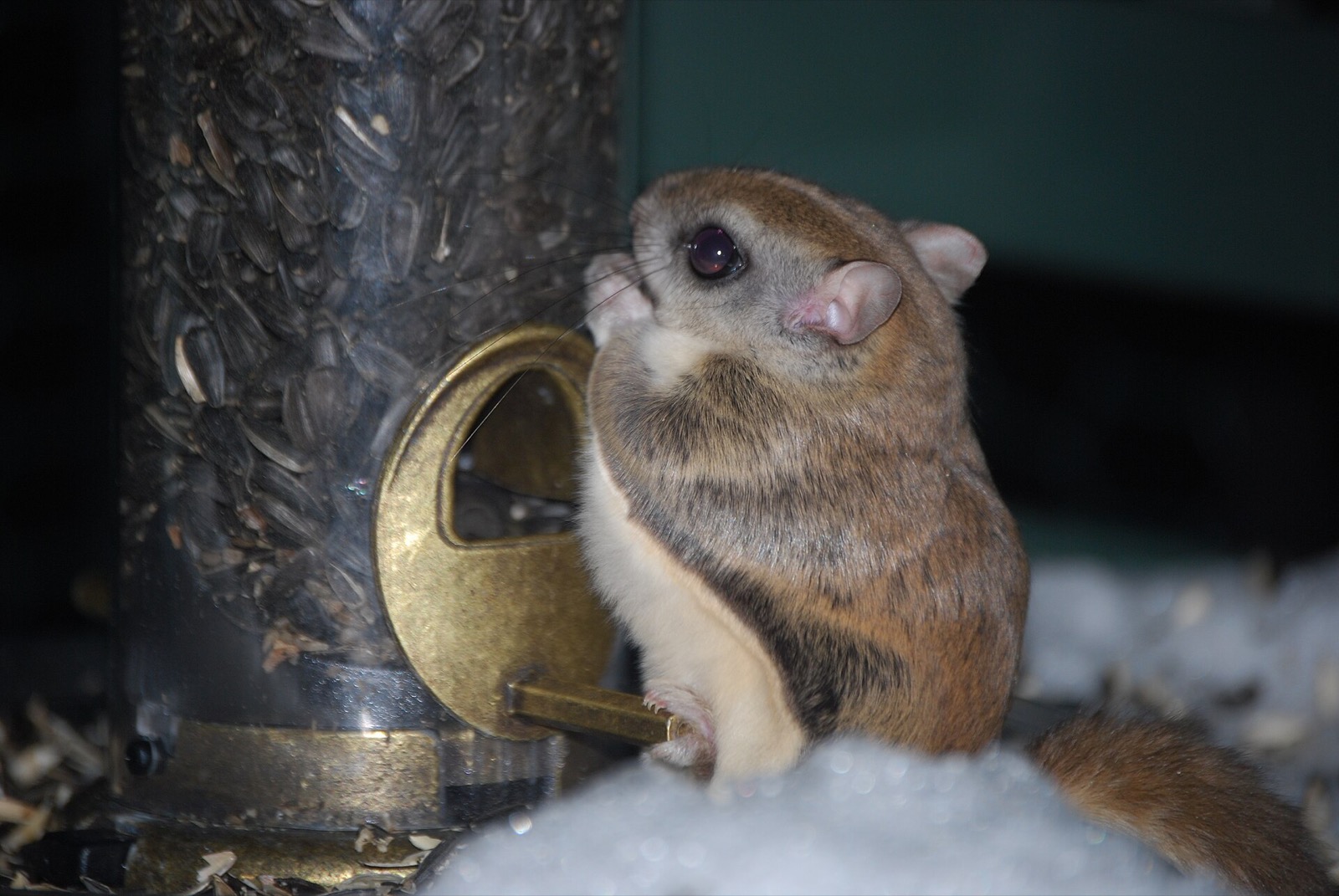 A flying squirrel clinging to a bird feeder at night, its large dark eye reflecting the light and the fold of gliding skin visible along its side.
