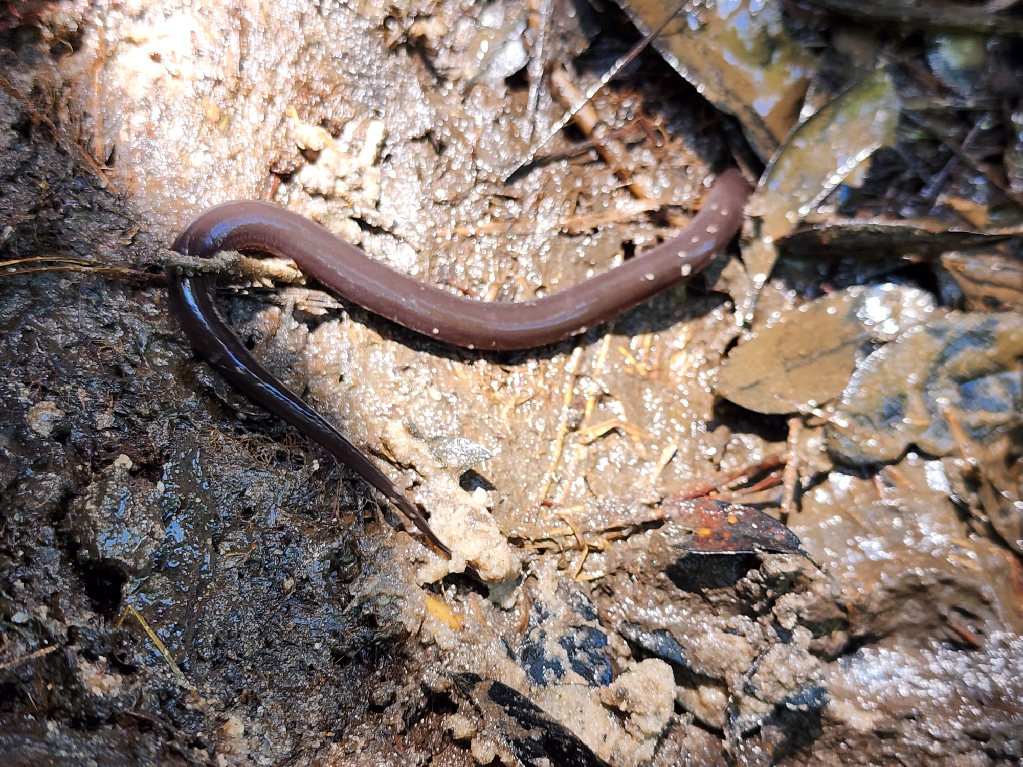 A one-toed amphiuma emerging from dark muck, small, smooth and eel-like, with a greyish-brown body.