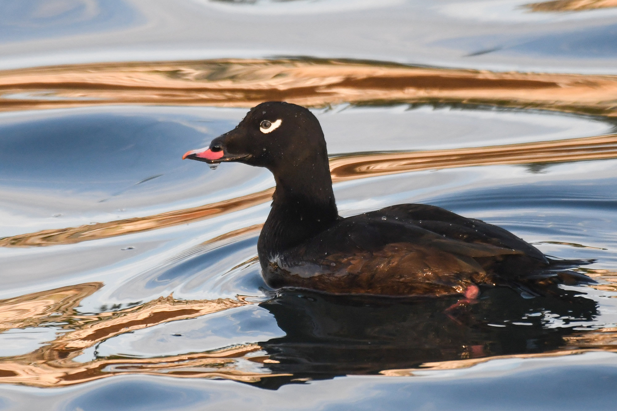 A male white-winged scoter swimming on rippled water, the white comma around his eye and his orange-tipped bill showing.