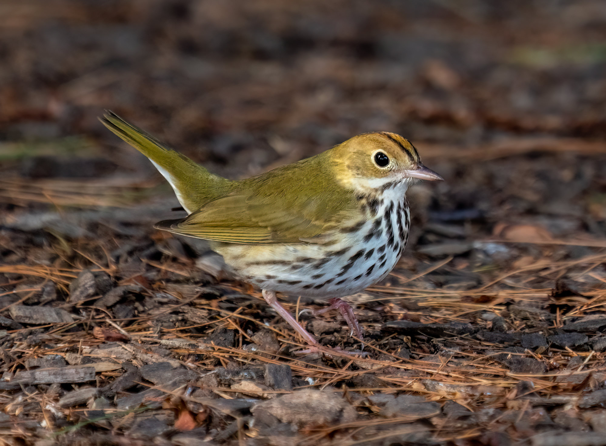 An ovenbird walking over pine needles with its tail cocked, olive-green above with an orange crown stripe edged in black, a white eye-ring and bold black spots on its white breast.